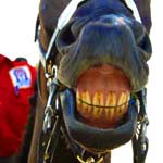 horse smile Stacy Braswell