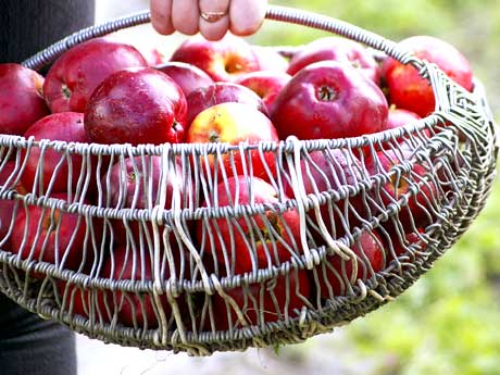 wire basket of apples farm grass