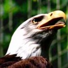 baldeagle150