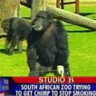 foxsmokingchimp150