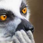 pensivelemur1501 pensivelemur1501