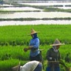 ricefieldworkers150