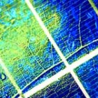 solarcellsleaf