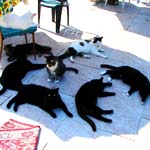 cats gathered in midday shade black surrounding grey and white suspicious