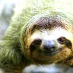 green moss sloth zoo smiling camera