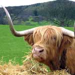 shelley Cunningham highland cow graze bull sexxee