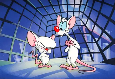 pinky and the brain cartoon publicity art blue cage night