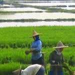 rice paddy workers asia bamboo hats