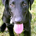 silly dog black lab labrador tongue rasberry