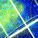 leaf solar cell