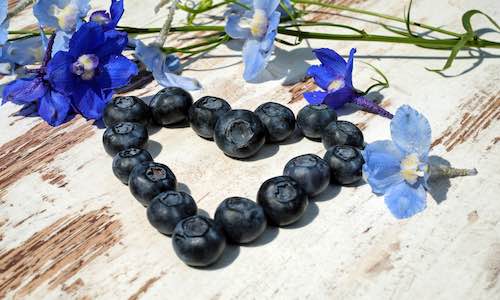 blueberries cardiovascular health berries in heart shape with flowers