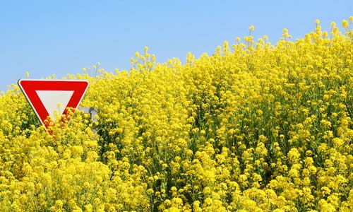 The Canola Alzheimer’s Connection: 17 Things To Consider About A Study That Says It Exists