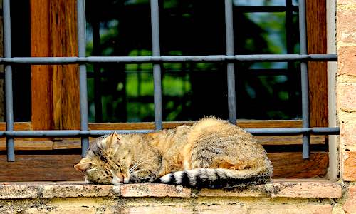 brain health naps sleeping cat on brick windowsill