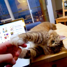 cat grabs hand computer table laptop