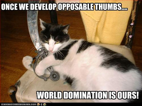 black and white cat holding sword on chair world domination opposable thumbs