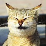 smiling cat photo funny