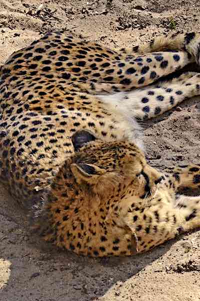 intermittent fasting obesity cheetah lying on sand