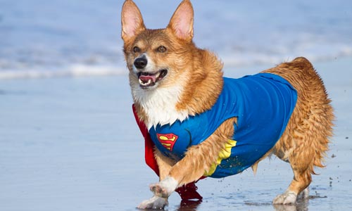 corgi in super dog costume on beach