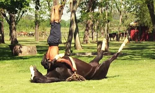 When In Doubt;… -HORSE YOGA!!!
