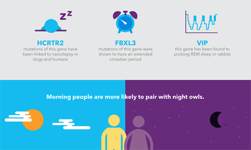 23 and me early bird night owl 3 gene targets opposite significant others visual.ly infographic