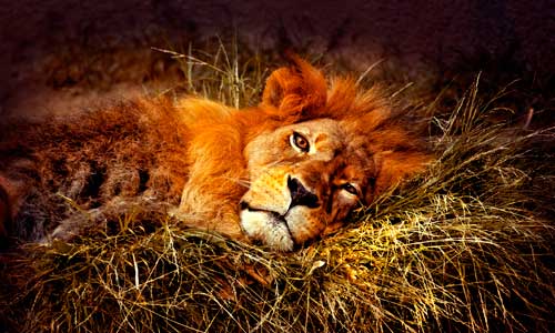 male lion lying down in grass sleepy