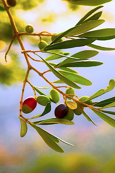 olive oil live longer olive tree italy