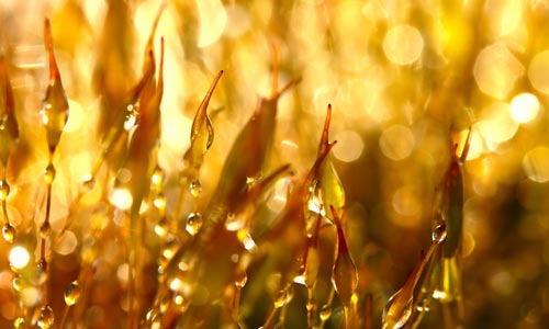 gold plant stems and water drops daytime bokeh photo
