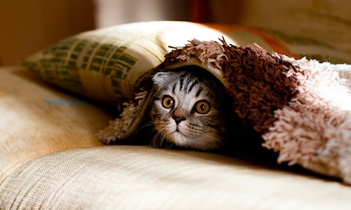 naps mental agility cat under blanket
