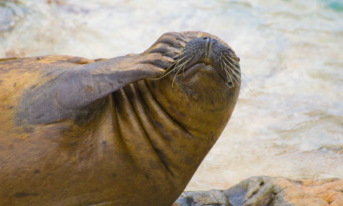 shy sea lion puts paw in front of face lying side