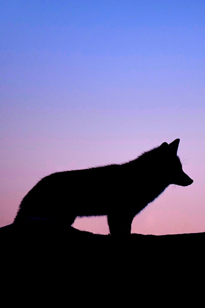 loners coronavirus wolf silhouette