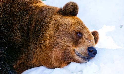 tired brown bear lying down on the snow