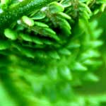young fern central bud super macro