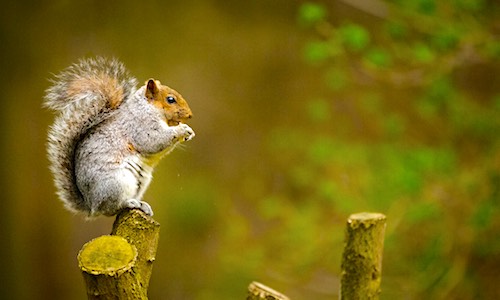 food choices lifespan zen squirrel on tree